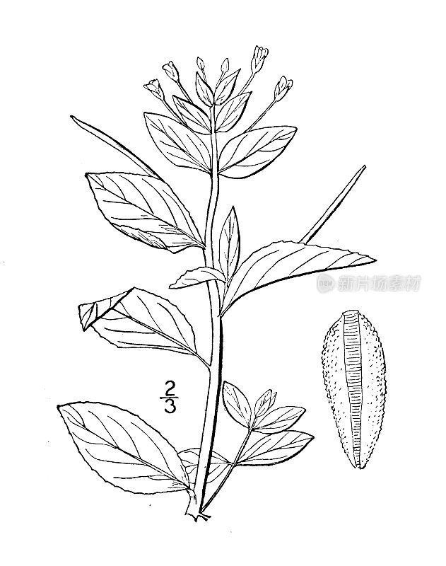 古董植物学植物插图:Hornemanni, Hornemann的柳树草本